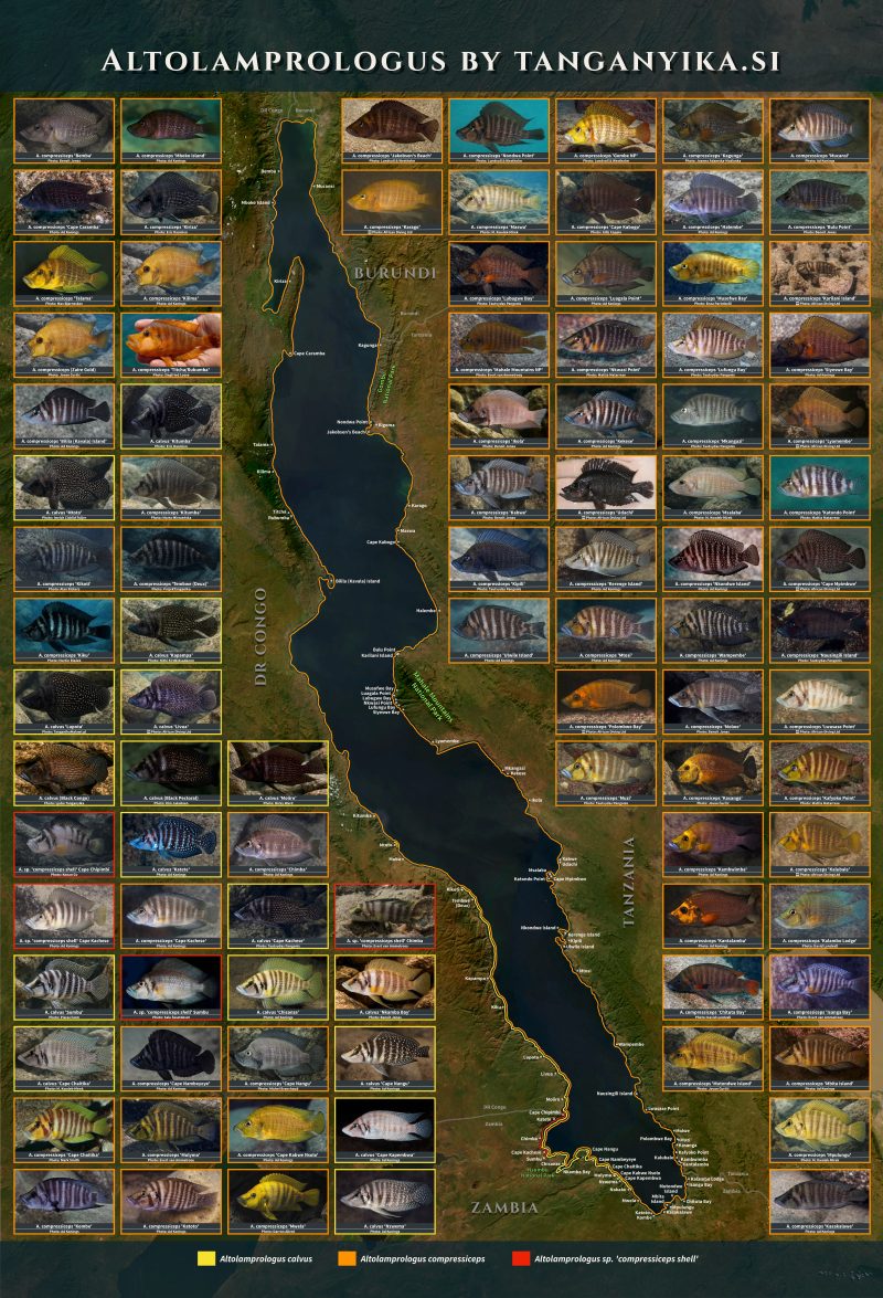Altolamprologus Poster