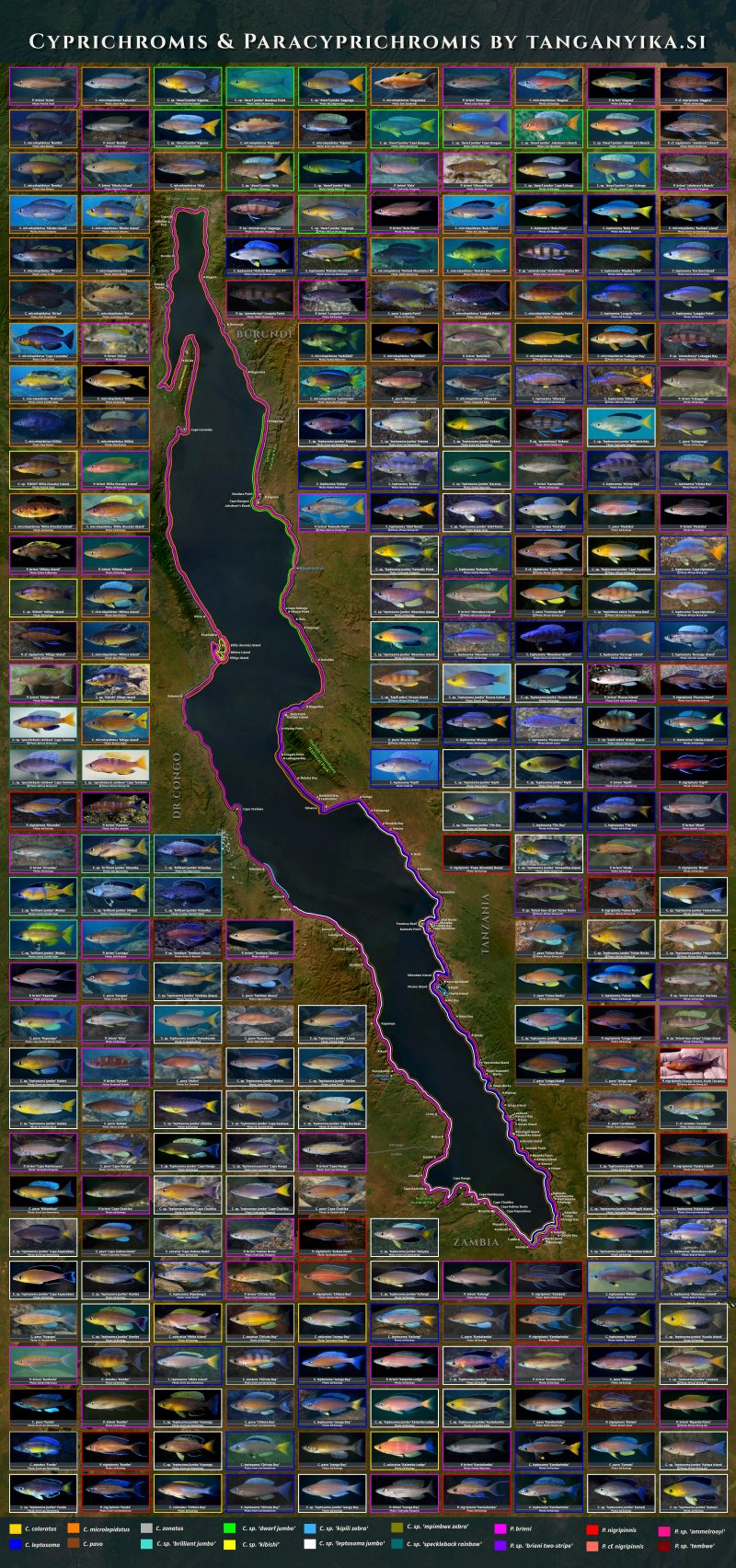 Cyprichromis & Paracyprichromis Poster