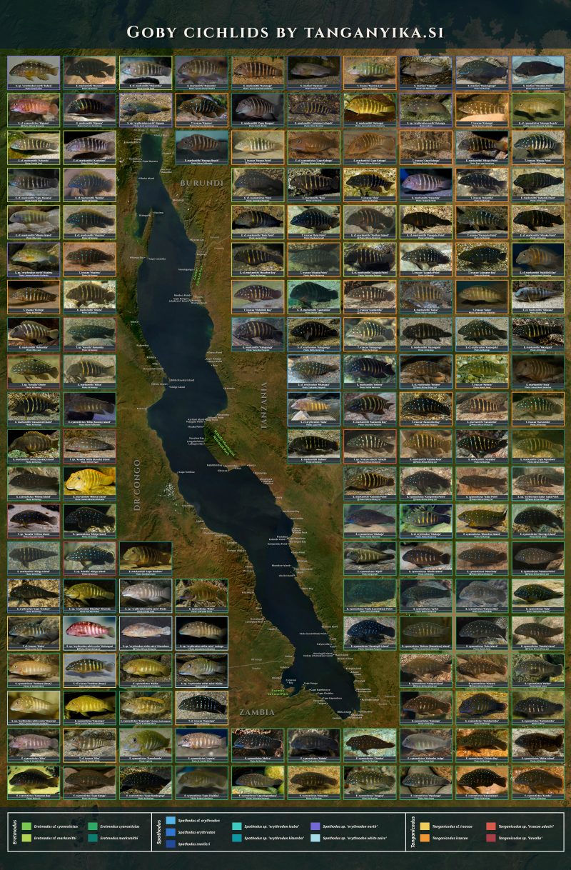 Goby Cichlids Poster