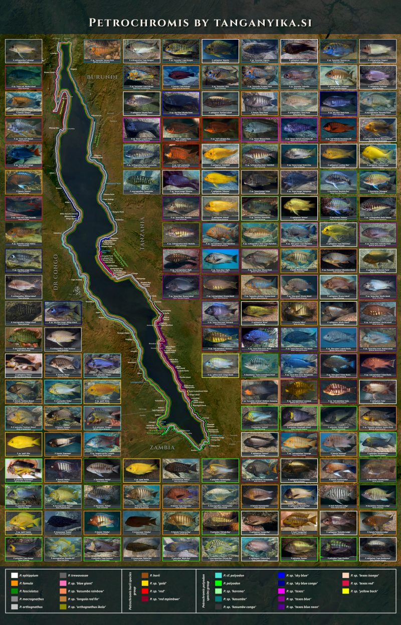 Petrochromis Poster