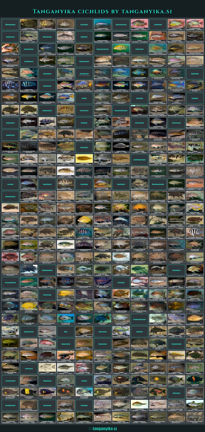Tanganyika Cichlids Poster