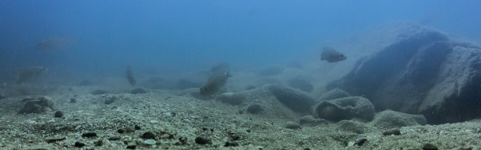 Lake Tanganyika Aquarium Setup