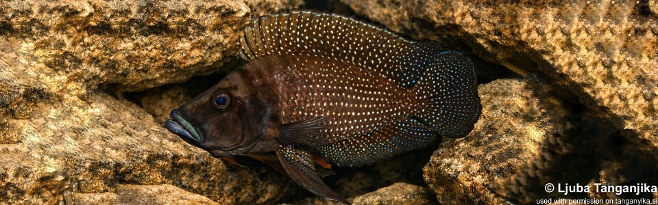 Altolamprologus calvus (Black Congo)