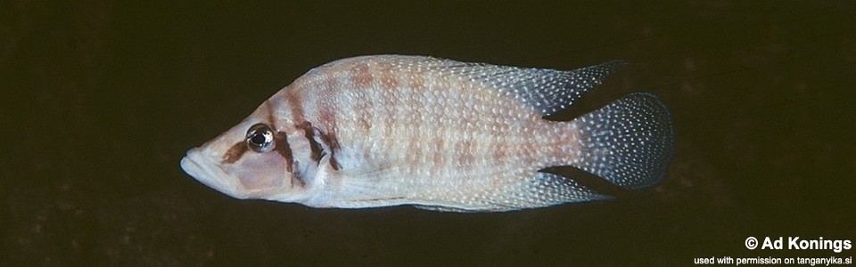 Altolamprologus calvus 'Cape Kapembwa'