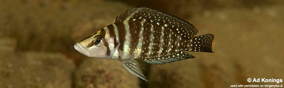 Altolamprologus calvus 'Cape Nangu'