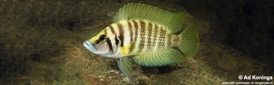 Altolamprologus calvus 'Chisanze'