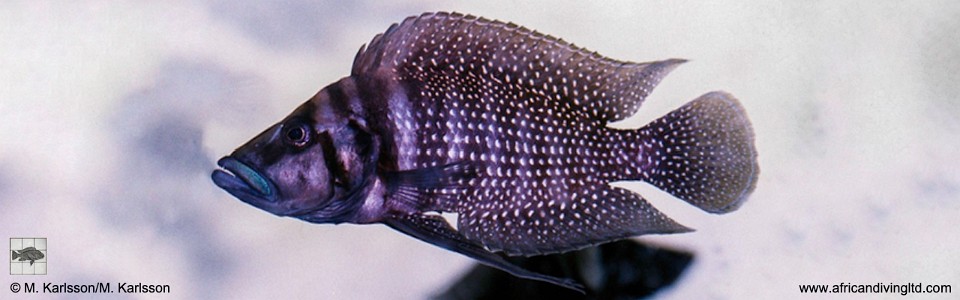 Altolamprologus calvus 'Livua'