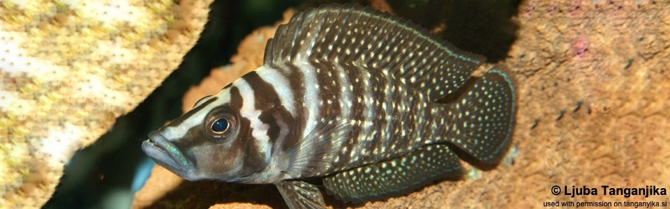 Altolamprologus calvus 'Moliro'