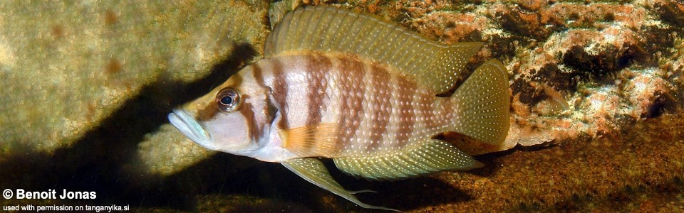 Altolamprologus calvus 'Nkamba Bay'