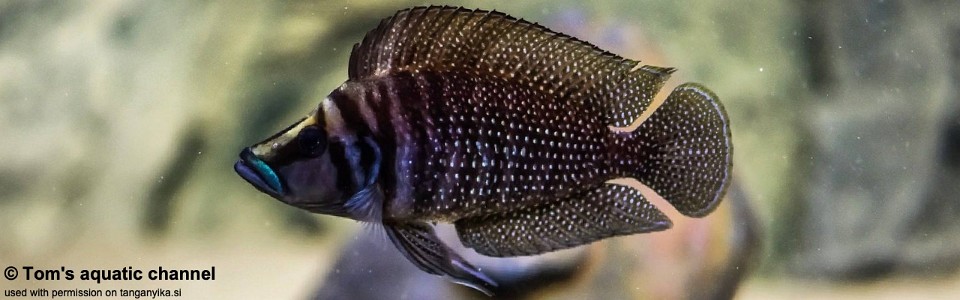 Altolamprologus calvus 'Sumbu'