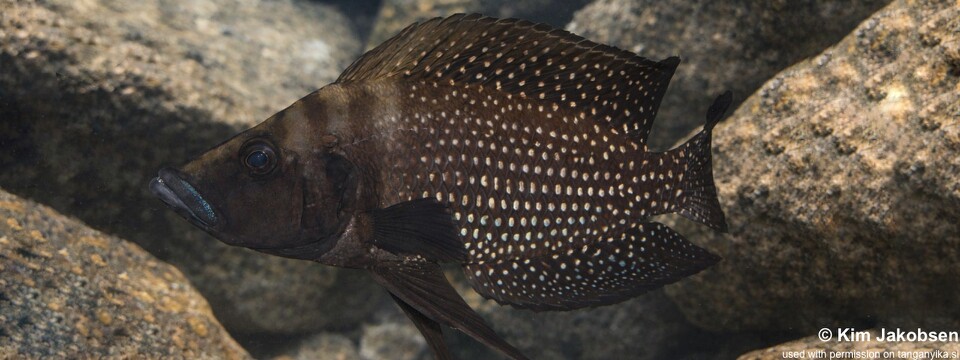 Altolamprologus calvus (Black Pectoral)