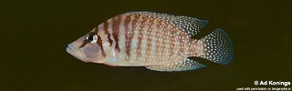 Altolamprologus calvus 'Cape Chaitika'.jpg