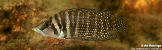 Altolamprologus calvus 'Cape Kachese'.jpg