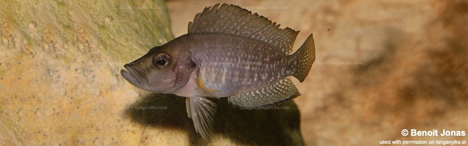 Altolamprologus compressiceps 'Bemba'