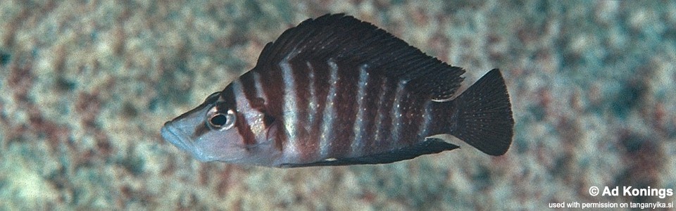 Altolamprologus compressiceps 'Bilila (Kavala) Island'