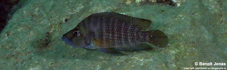 Altolamprologus compressiceps 'Bulu Point'