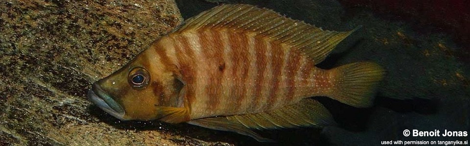 Altolamprologus compressiceps 'Cape Chaitika'