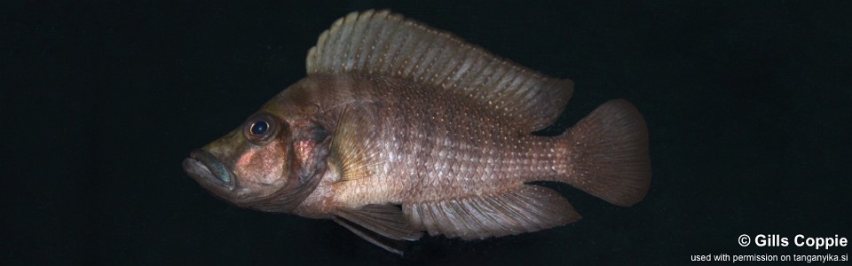 Altolamprologus compressiceps 'Cape Kabogo'