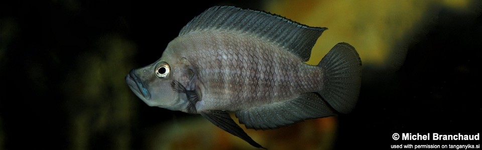 Altolamprologus compressiceps 'Cape Nangu'