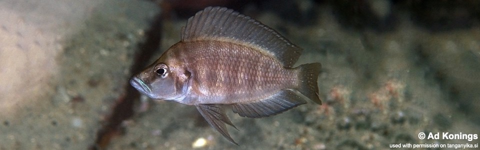 Altolamprologus compressiceps 'Chimba'