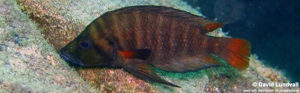 Altolamprologus compressiceps 'Chituta Bay'