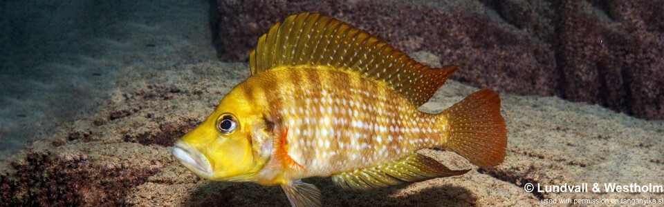 Altolamprologus compressiceps 'Gombe Stream NP'