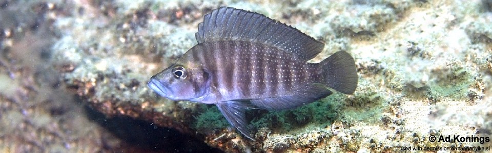 Altolamprologus compressiceps 'Halembe'