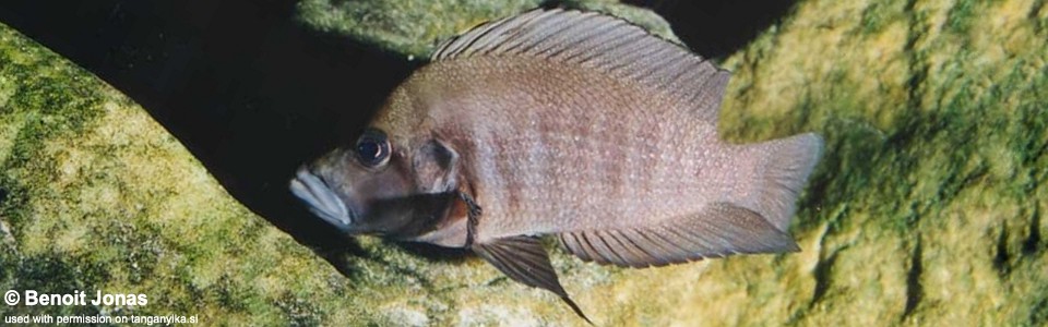 Altolamprologus compressiceps 'Ikola'