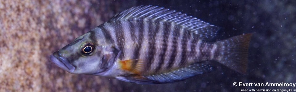 Altolamprologus compressiceps 'Isanga Bay'