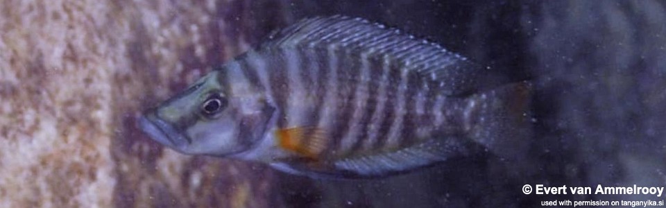 Altolamprologus compressiceps 'Isanga'