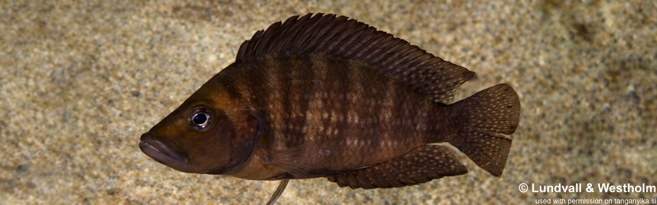 Altolamprologus compressiceps 'Jakobsen's Beach'