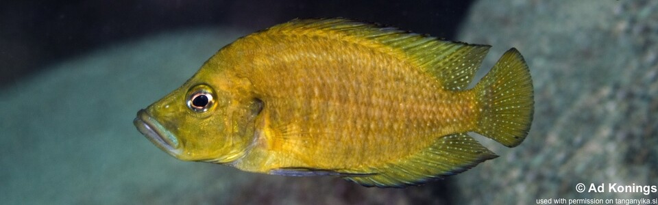 Altolamprologus compressiceps 'Kabwe Nsolo Bay'