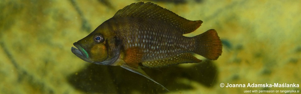 Altolamprologus compressiceps 'Kagunga'