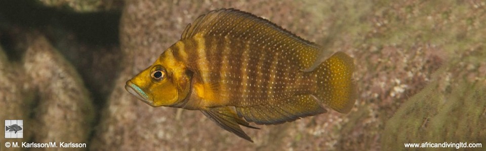 Altolamprologus compressiceps 'Kalubale'