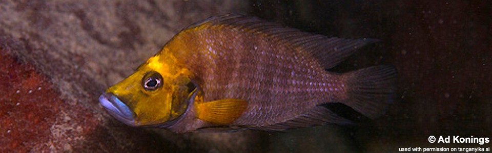 Altolamprologus compressiceps 'Kambwimba'<br><font color=gray>Gold Head</font>