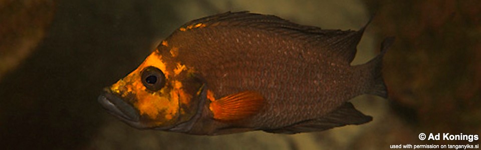 Altolamprologus compressiceps 'Kantalamba'<br><font color=gray>Gold Head</font>