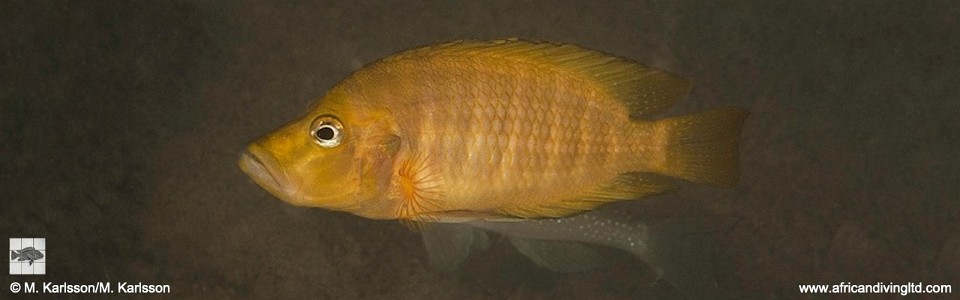 Altolamprologus compressiceps 'Karago'