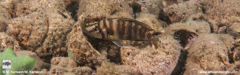 Altolamprologus compressiceps 'Karilani Island'