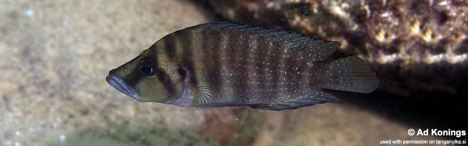 Altolamprologus compressiceps 'Kasakalawe'