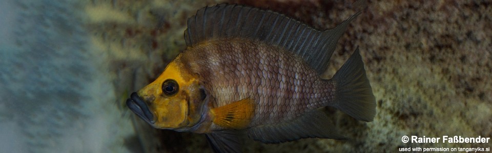 Altolamprologus compressiceps 'Kasanga'<br><font color=gray>Gold Head</font>