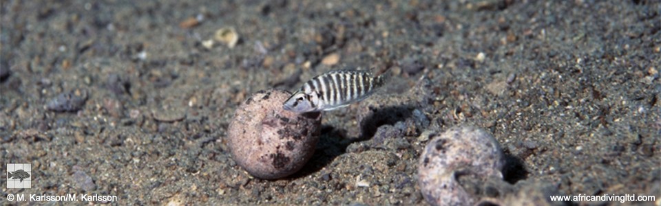 Altolamprologus compressiceps 'Katondo Point, Cape Mpimbwe'<br><font color=gray>Altolamprologus sp. 'micro'</font>