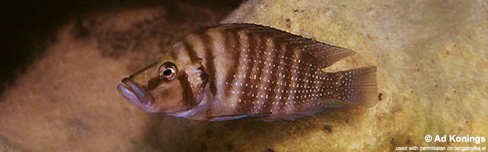 Altolamprologus compressiceps 'Katoto'