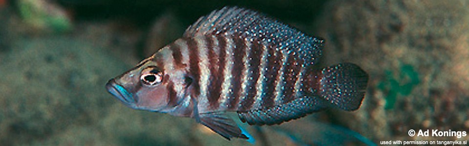 Altolamprologus compressiceps 'Kekese'