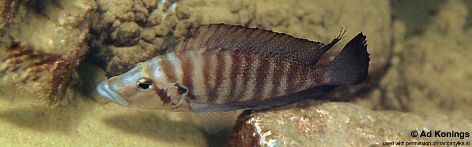 Altolamprologus compressiceps 'Kerenge Island'