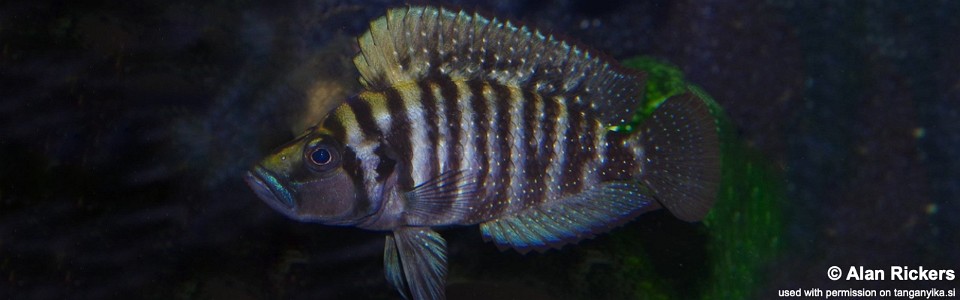 Altolamprologus compressiceps 'Kikoti' 