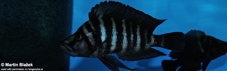 Altolamprologus compressiceps 'Kiku'