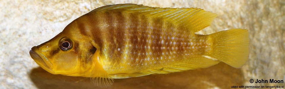 Altolamprologus compressiceps 'Kilima'<br><font color=gray>Mandarin</font>