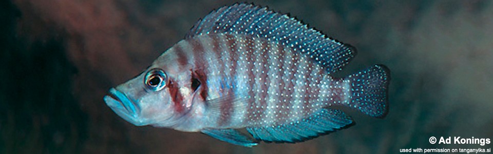 Altolamprologus compressiceps 'Kipili'