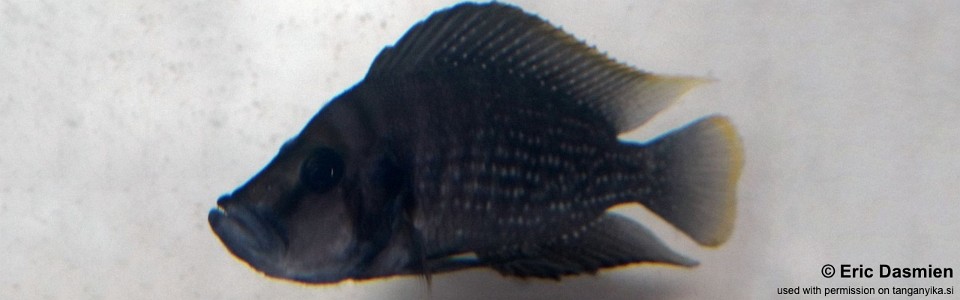 Altolamprologus compressiceps 'Kiriza'