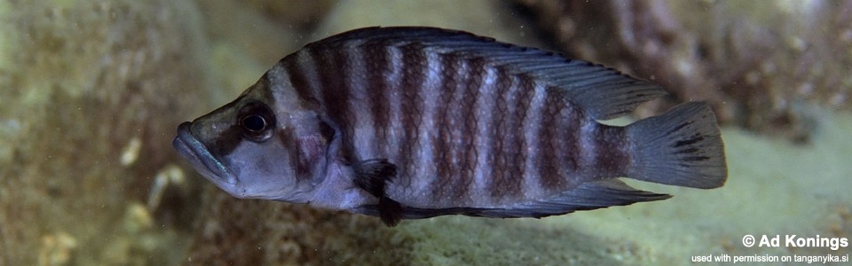 Altolamprologus compressiceps 'Kombe'